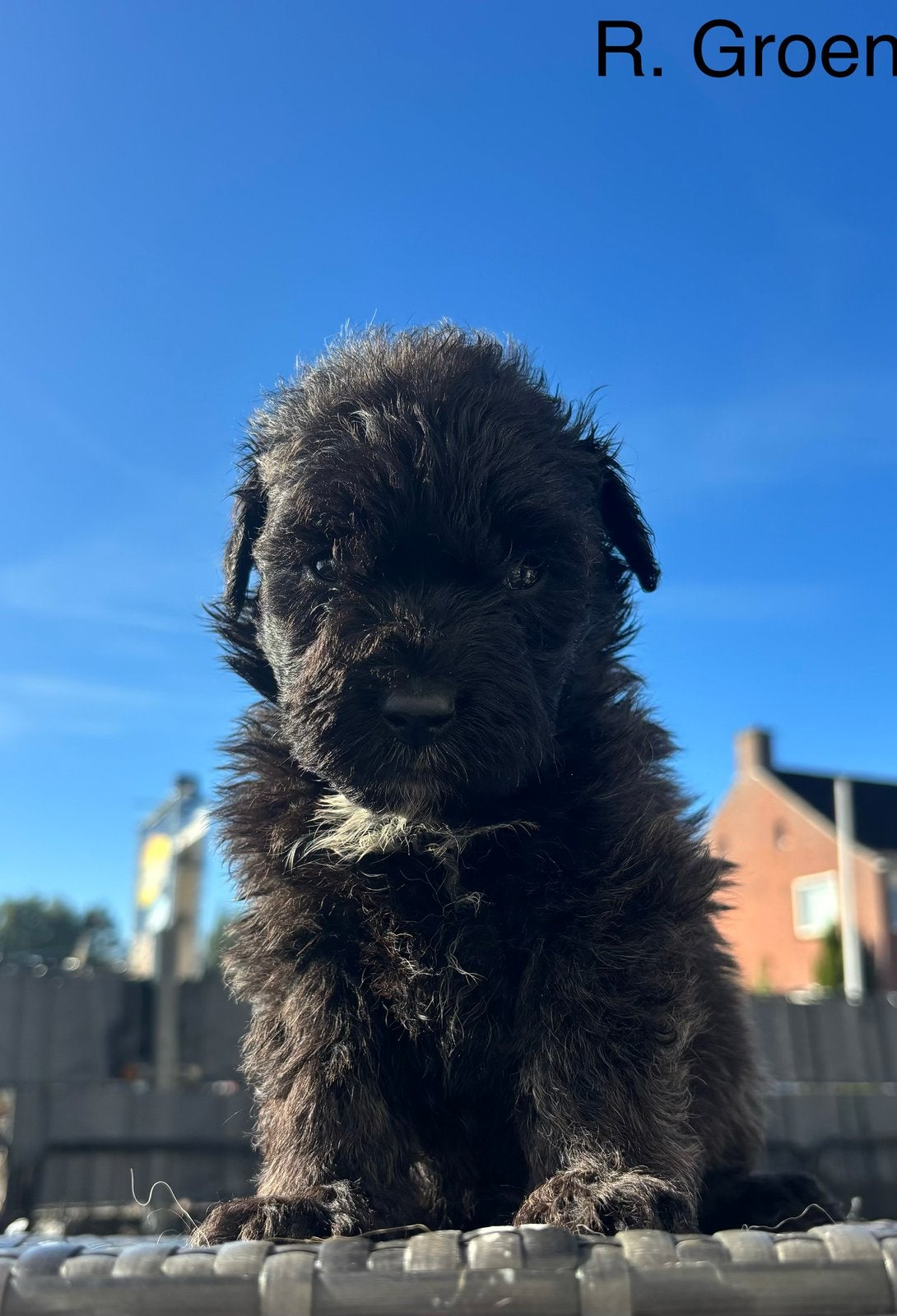 Bouvier pups met FCI stamboom, Bouvier, CDV (hondenziekte), 8 tot 15 weken, Meerdere