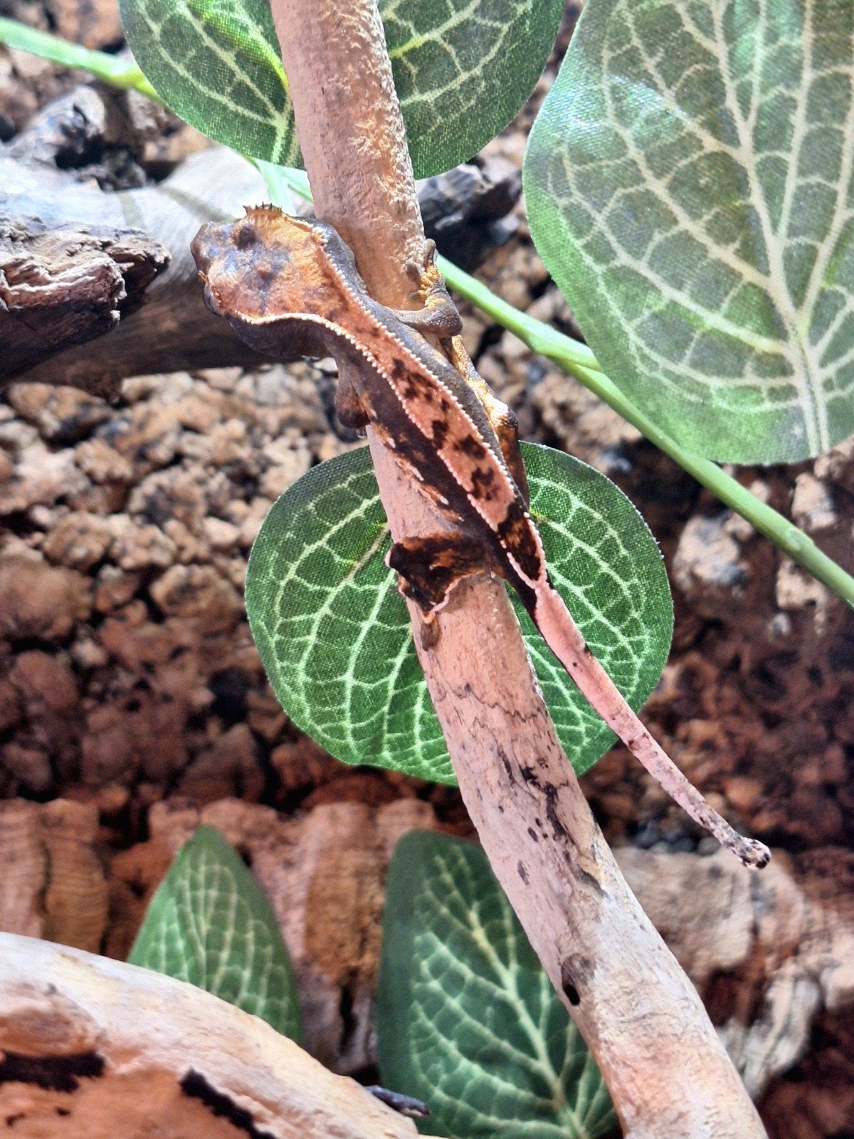 Baby wimpergekkos' /Crested Gecko Crested Gecko - unknown for sale from Marktplaats