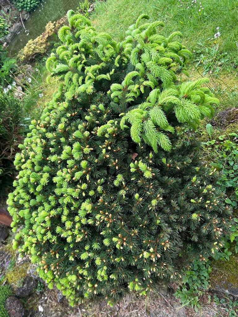 Picea abies ‘Nidiformis’ / Dwergspar, Ophalen, Minder dan 100 cm