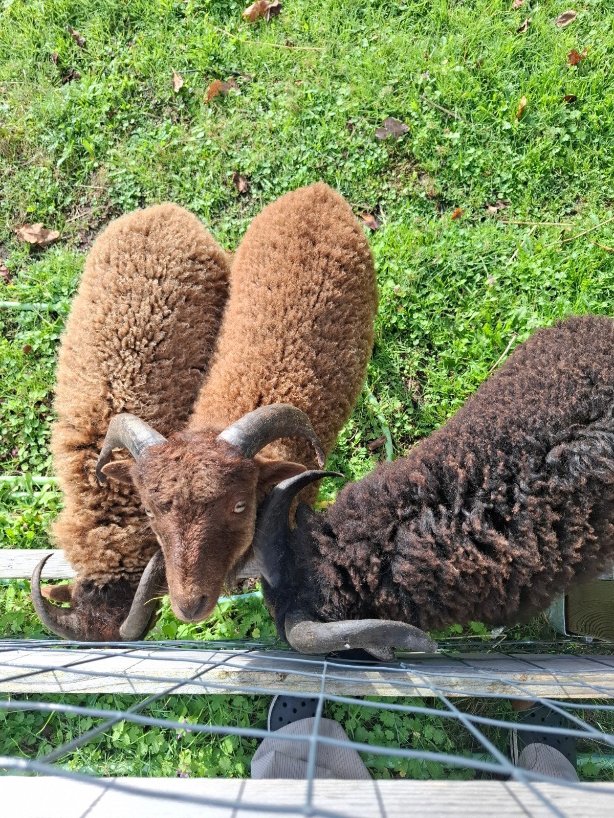 prachtige en hele tamme dekrammen, Dieren en Toebehoren, Mannelijk, Schaap, 0 tot 2 jaar