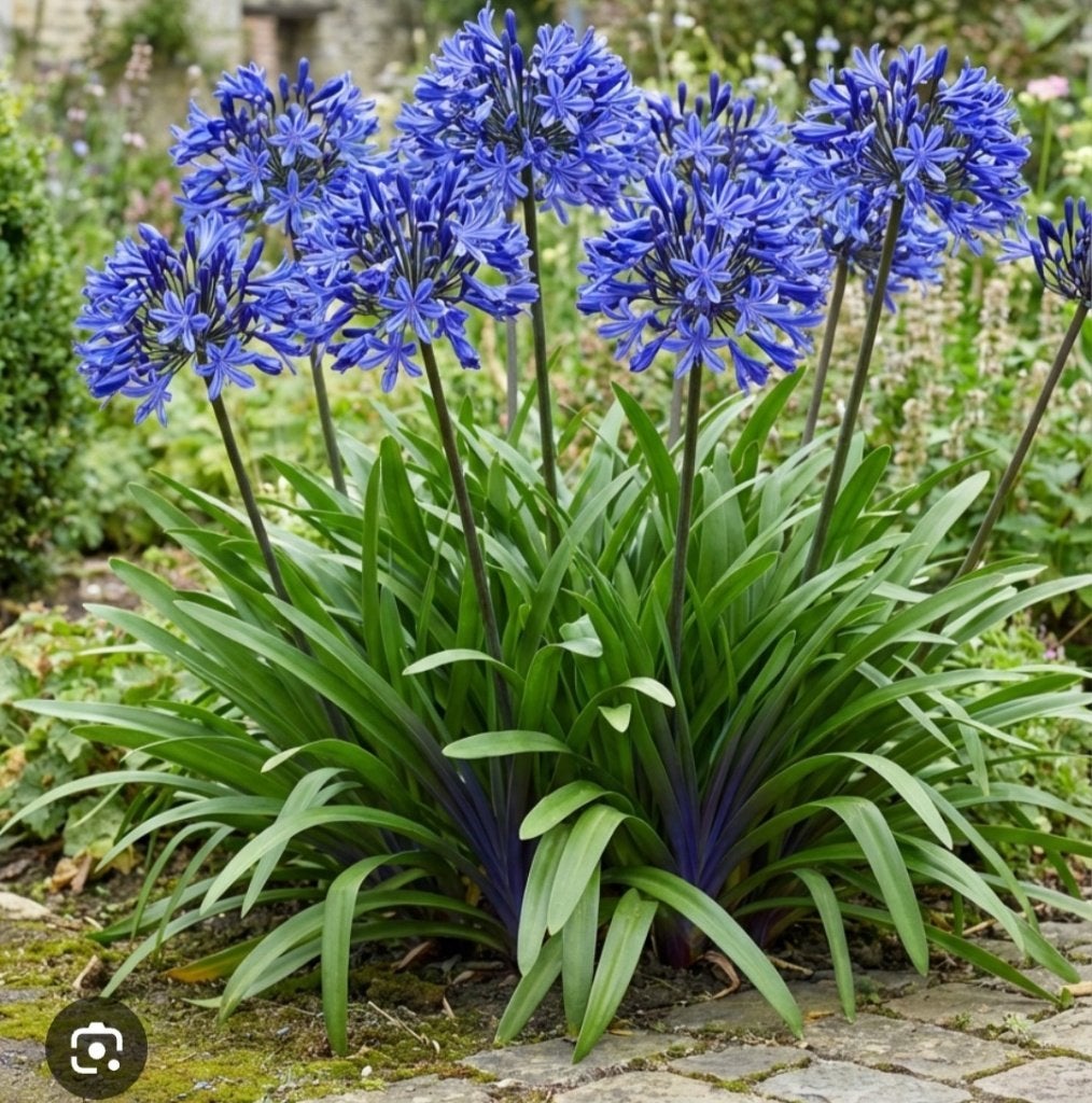 Agapanthus zaad (Afrikaaanse Lelie) Gratis, Ophalen, Halfschaduw, Zaad