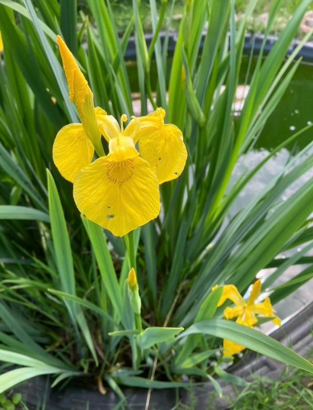 Gele lis, Iris pseudacorus/water /tuin plant/ vijver planten, Tuin en Terras, Vijvers, Ophalen
