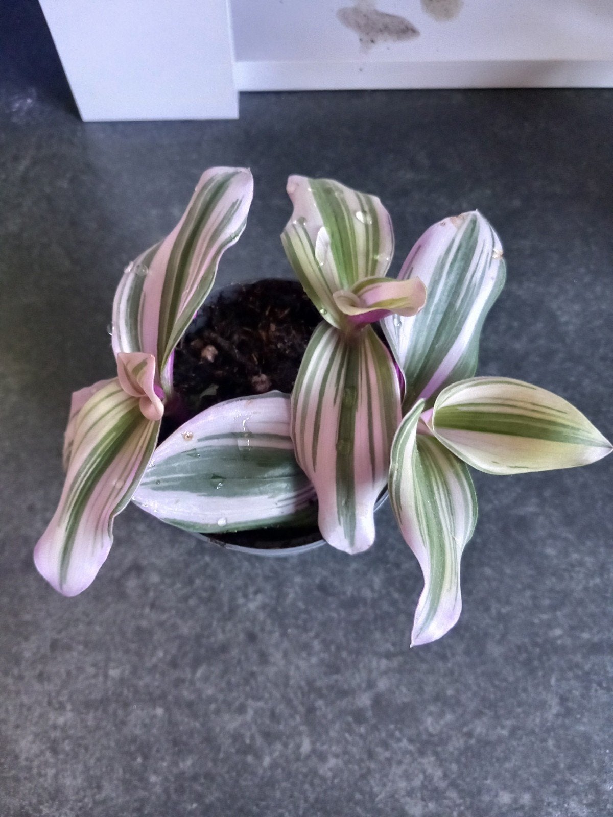 Tradescantia Nanouk stekje - Paarse kleuren, Ophalen