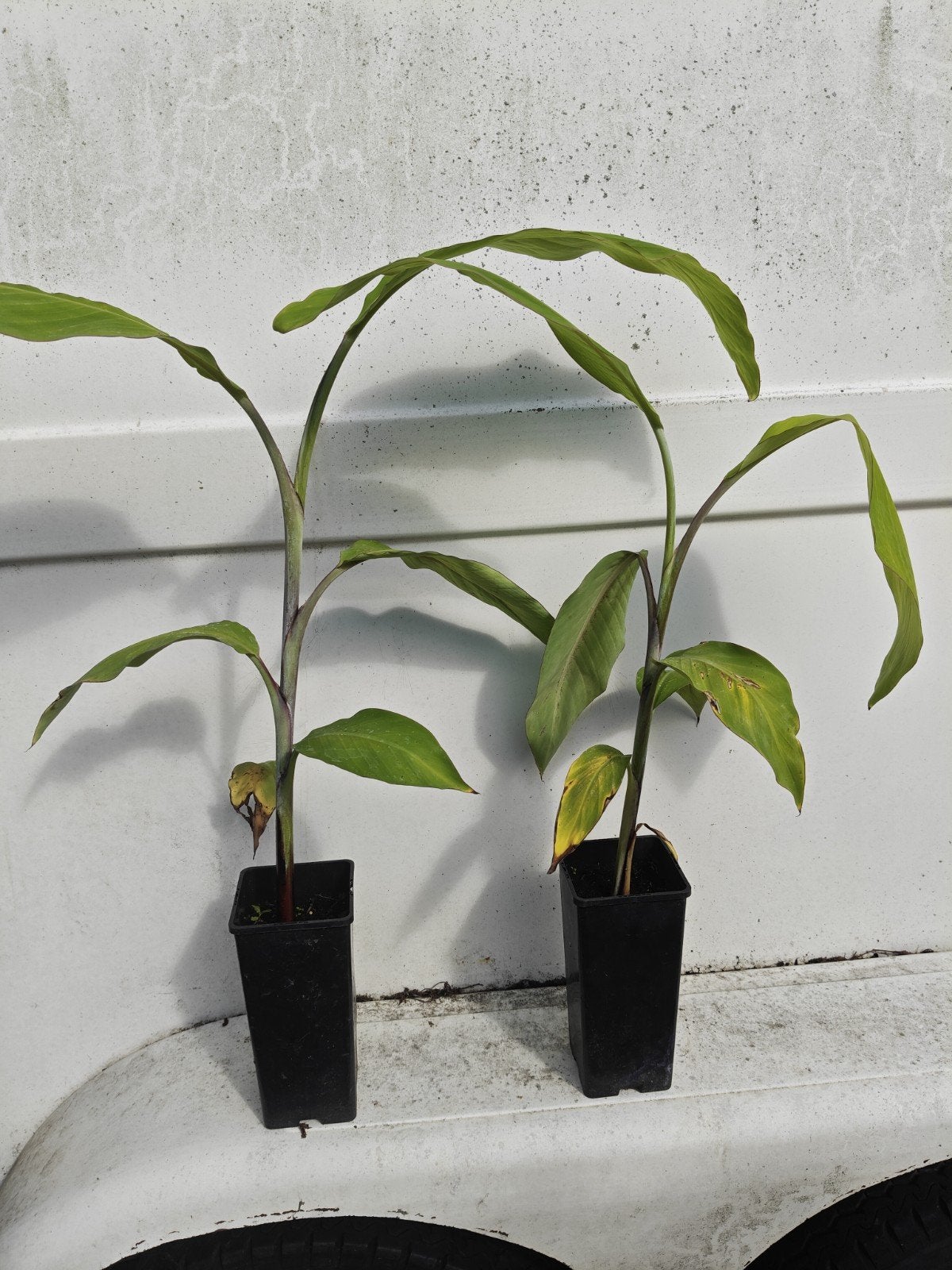 Musa Thai black, Overige soorten, Volle zon, Vaste plant, Ophalen of Verzenden