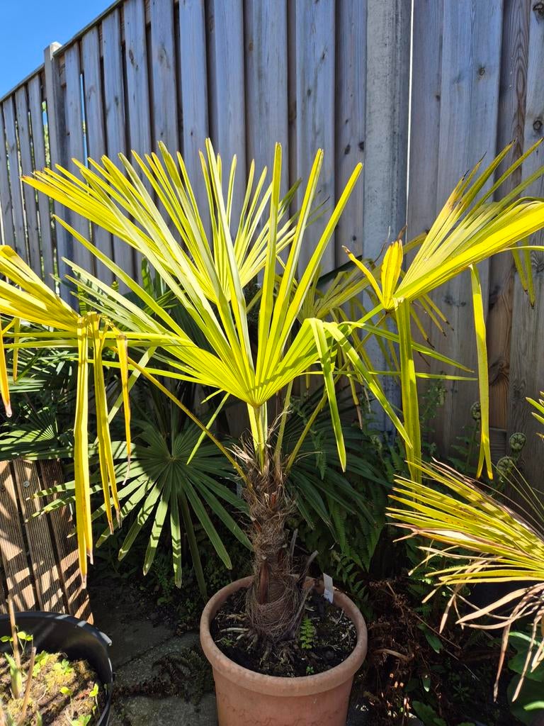 Palm Trachycarpus princeps new form, Ophalen, Overige soorten, Volle zon