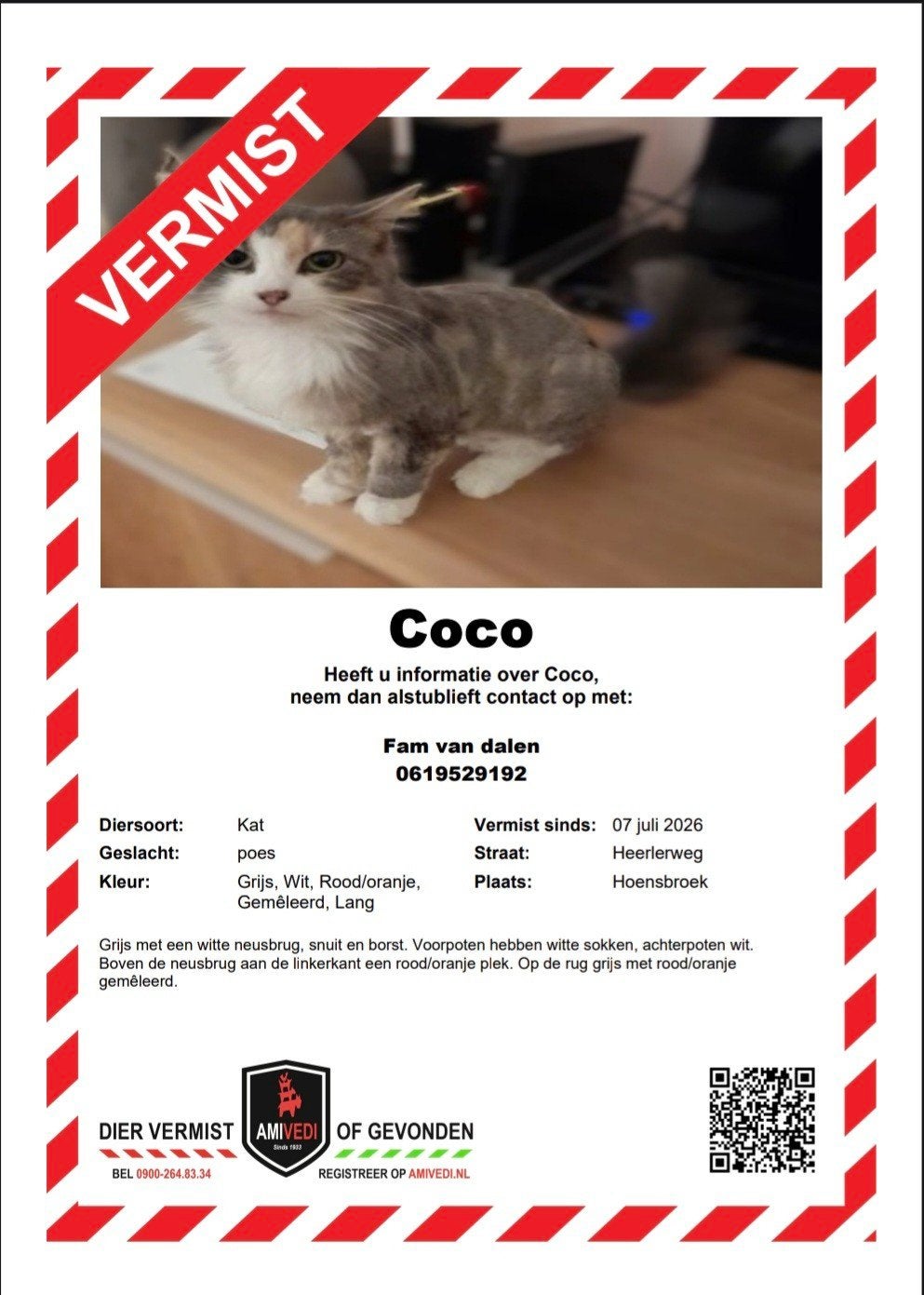 Main coone kruising vermist!!!, Dieren en Toebehoren, Vermiste en Gevonden Dieren, Kat