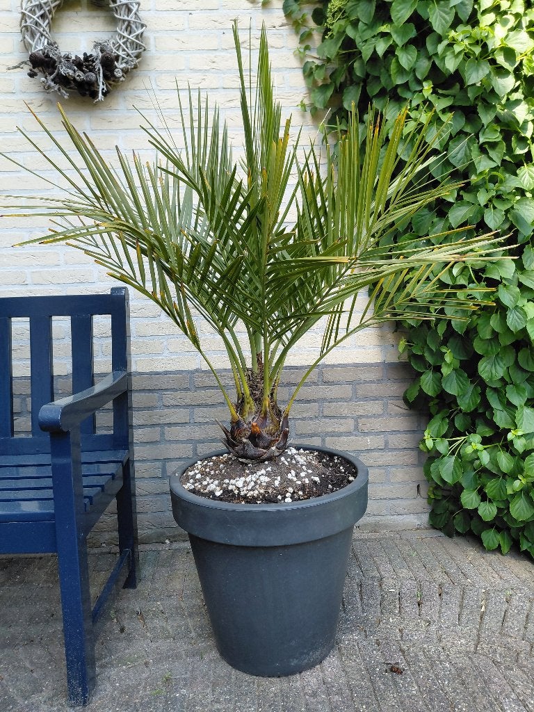 Jubaea Chilensis / Chileense wijnpalm, Tuin en Terras, Planten | Bomen, Bloeit niet, Minder dan 100 cm, Palmboom, Ophalen