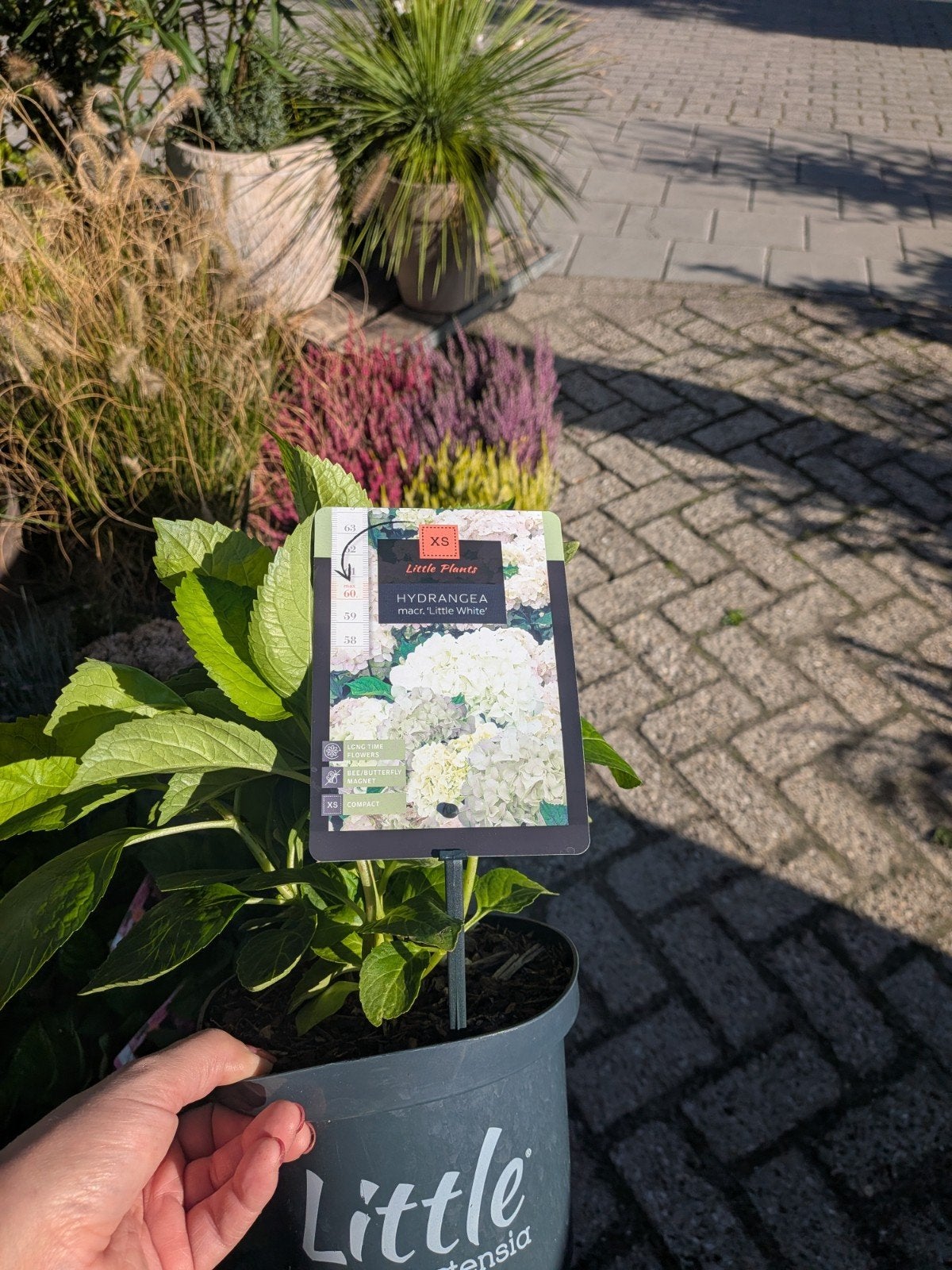 Hortensia little XS, little white, Tuin en Terras, Vaste plant, Halfschaduw, Zomer, Ophalen