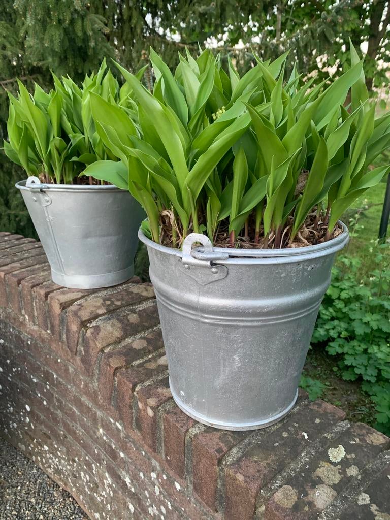 Lelietje van Dalen, Tuin en Terras, Bloembakken en Plantenbakken, Minder dan 30 cm, Rond, Ophalen of Verzenden, Zo goed als nieuw
