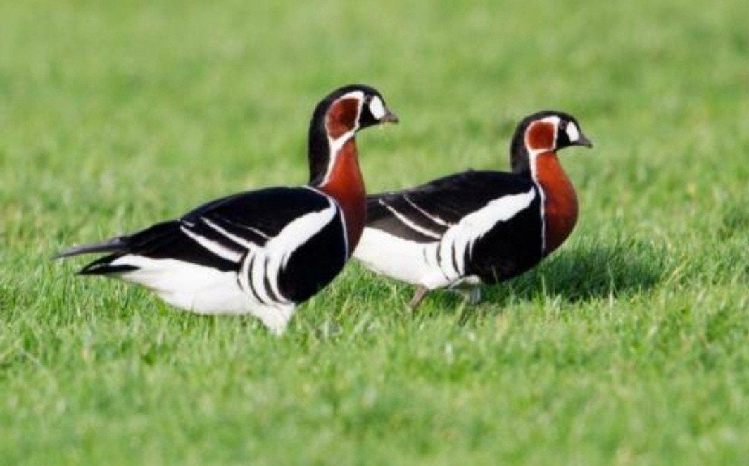 Siereenden, watervogels, Meerdere dieren, Eend