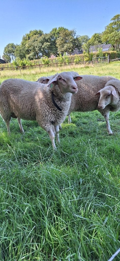 Friese melkschapen ramlammeren, Dieren en Toebehoren, Mannelijk, Schaap, 0 tot 2 jaar