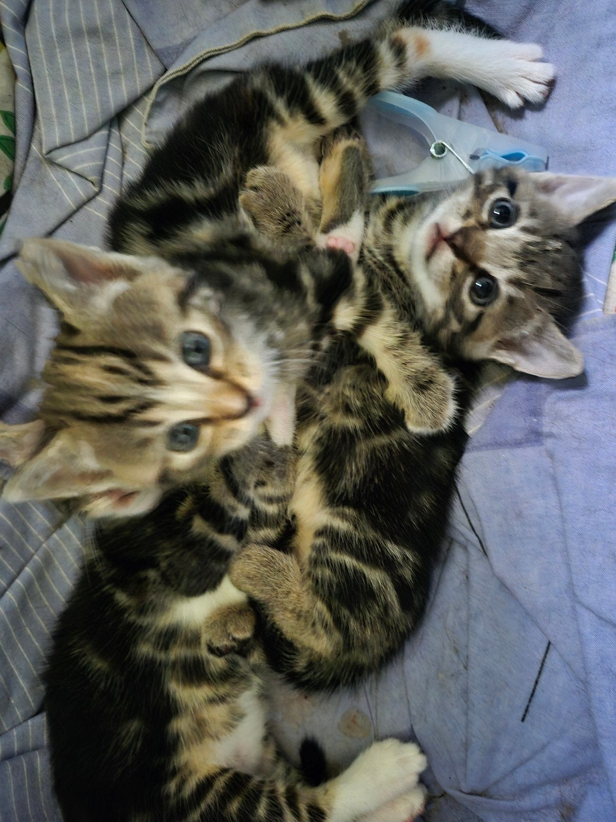 Super schattige kittens te koop, Meerdere dieren