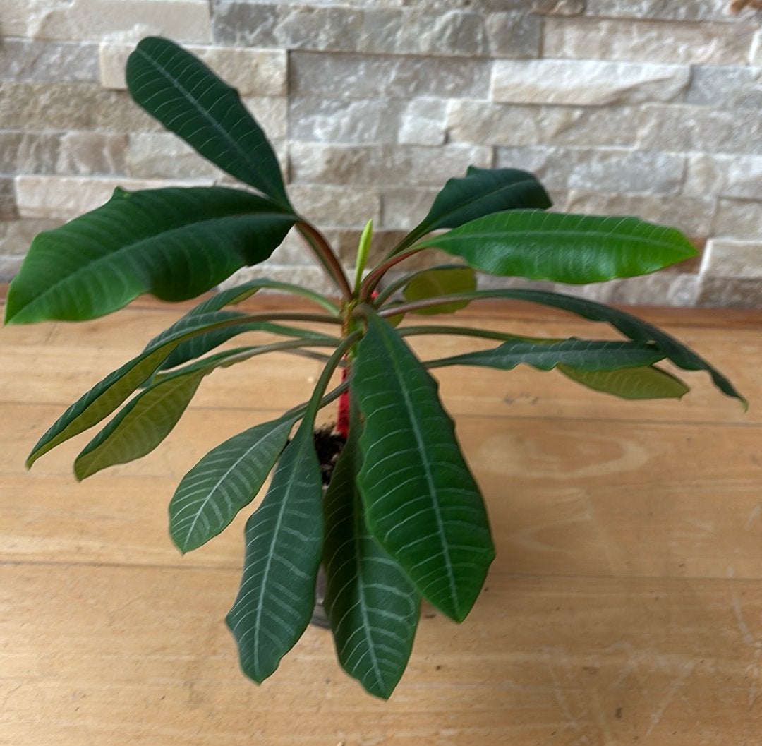 Madagaskar jewel un pot, Huis en Inrichting, Kamerplanten, Overige soorten, In pot, Minder dan 100 cm, Groene kamerplant