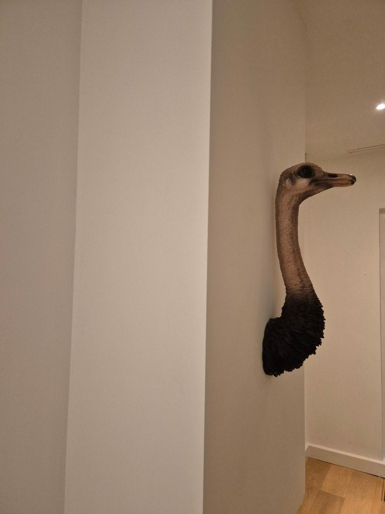 Wanddeco struisvogel, Ophalen, 18 cm, 67 cm, Meerkleurig