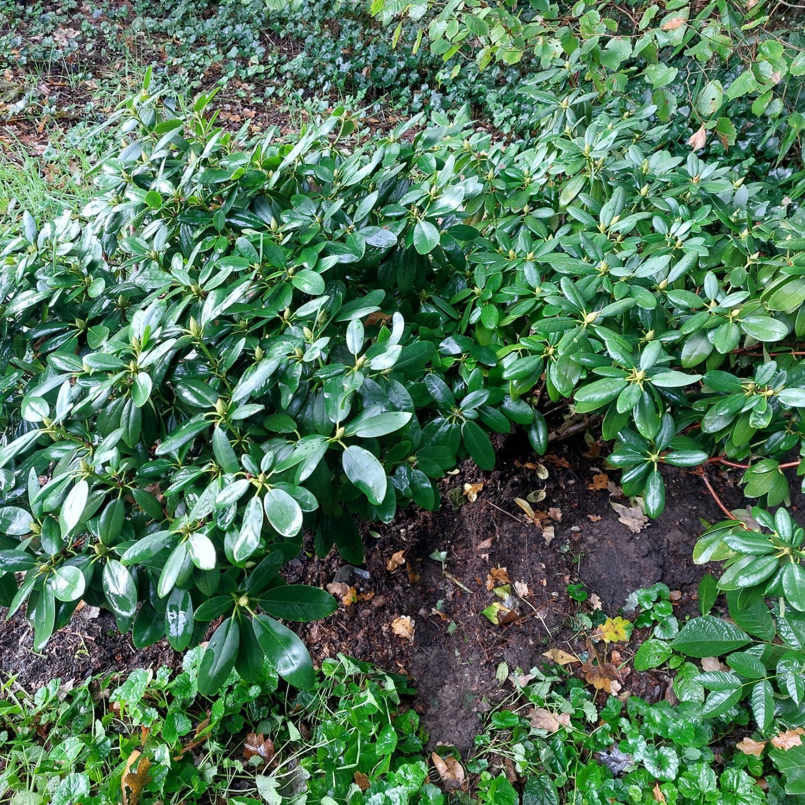 2 prachtige grote Rhododendrons h 70 en doorsnede 110 cm, Tuin en Terras, Ophalen, Rhododendron, Struik, Minder dan 100 cm