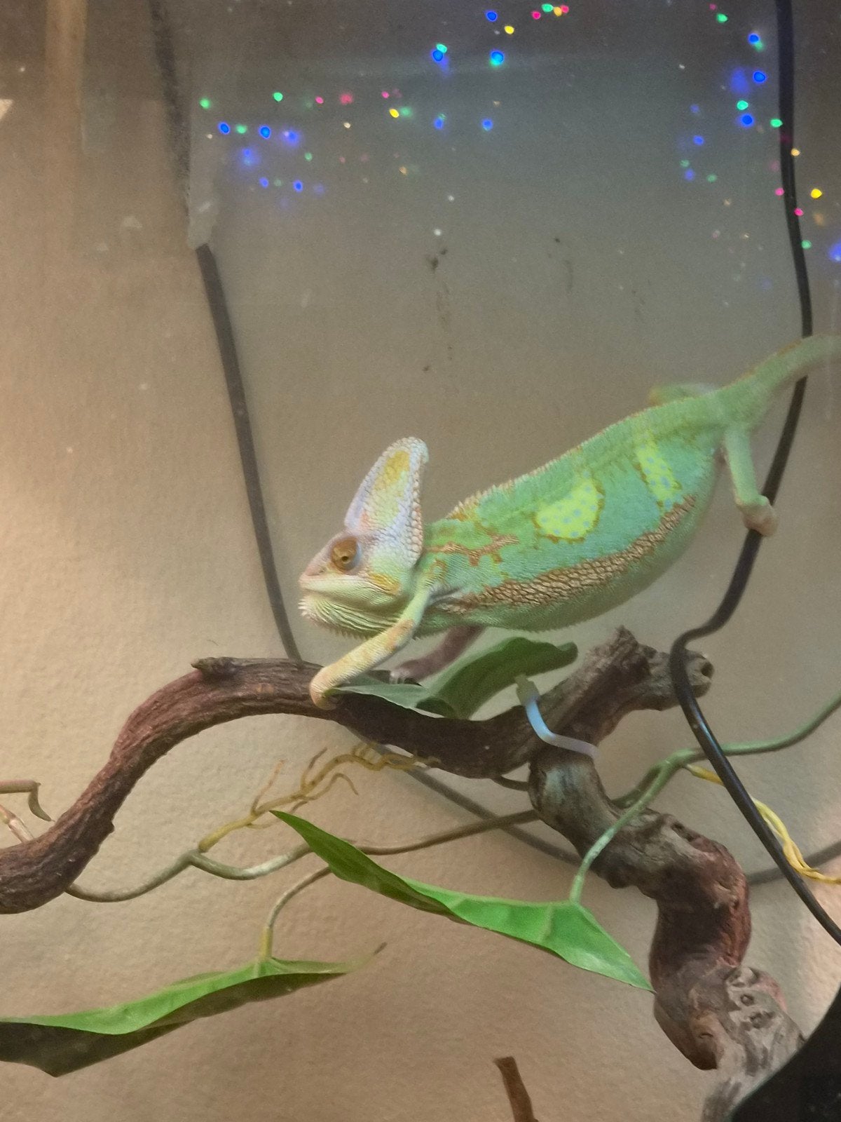 te koop jonge piebald jemen kameleon man Chameleon photo 5