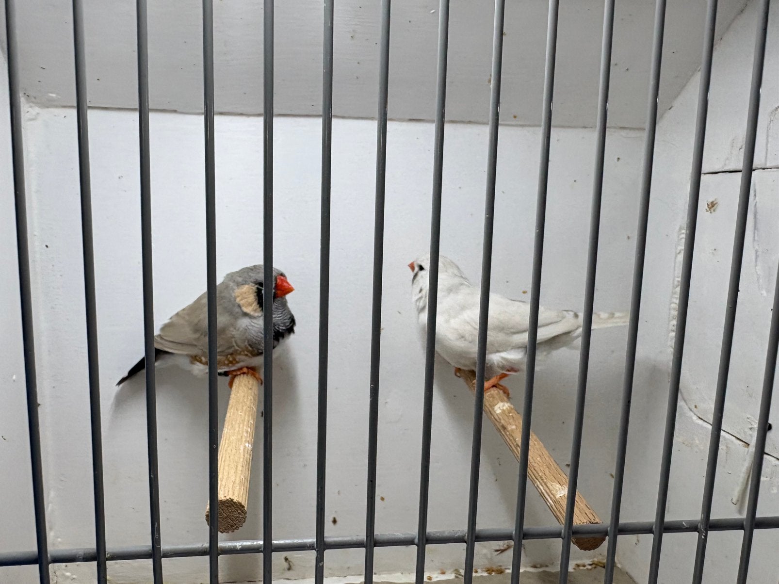 Koppel zebravinken mooie kwaliteit, Dieren en Toebehoren, Meerdere dieren, Tropenvogel, Geringd