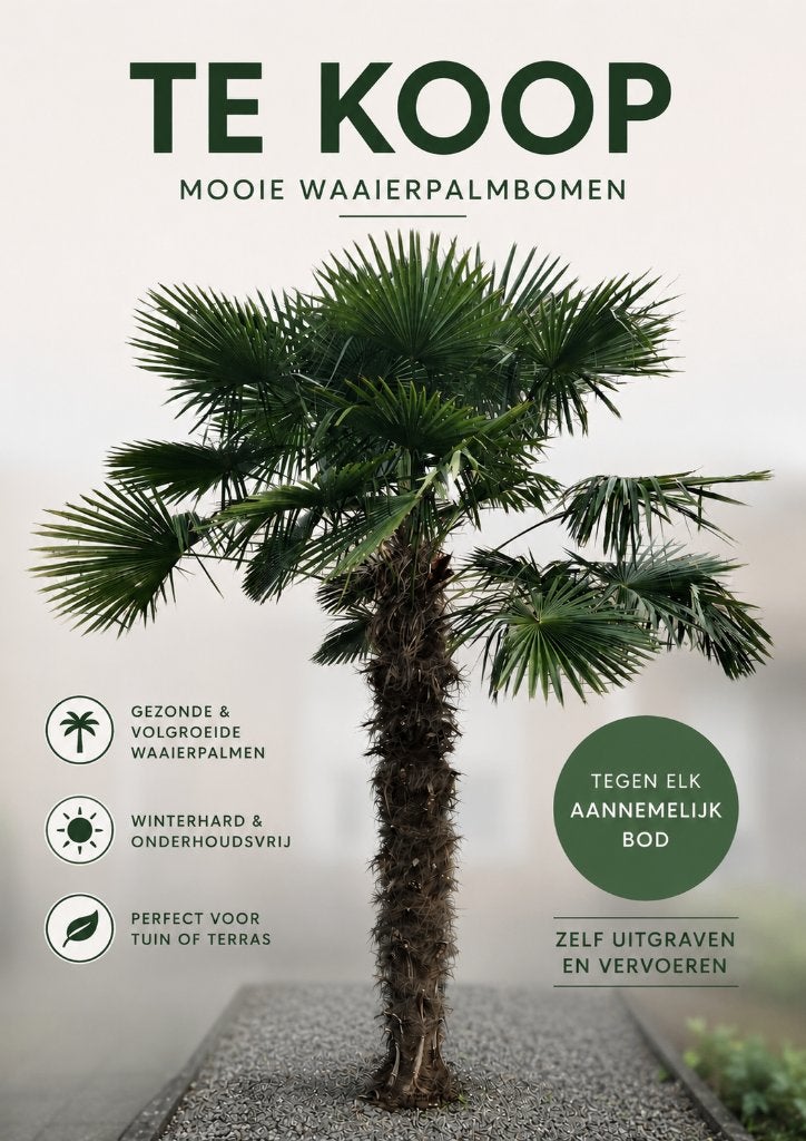 Palmbomen, 250 tot 400 cm, Zomer, Palmboom, Ophalen