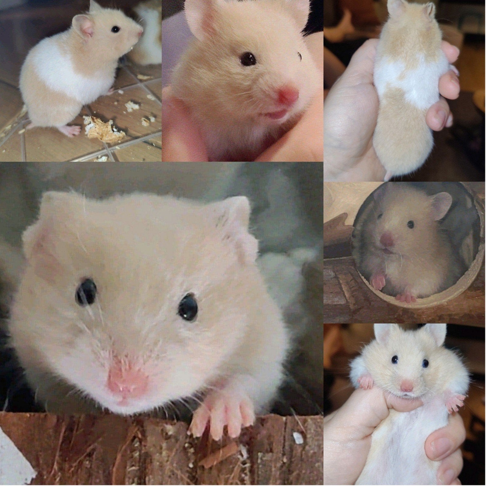 Lieve crème witband hamster baby, vrouwtje, Hamster, Augustus, Vrouwelijk, Tam