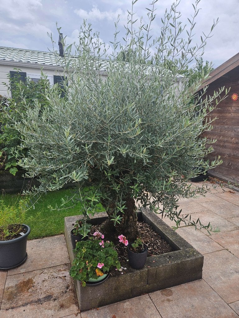 Prachtige Olijfboom  - Mediterrane Sfeer, Tuin en Terras, Lente, Olijfboom, 250 tot 400 cm, Ophalen