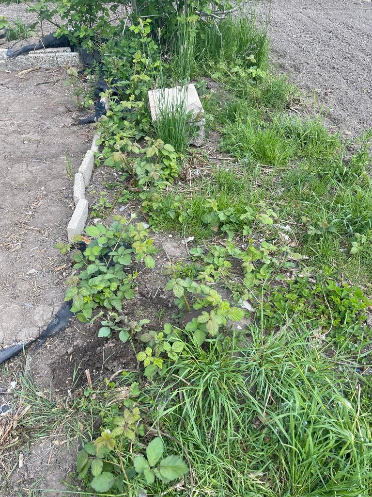 Bramenplanten - volwassen olamten met doorn, Ophalen, Volle zon, Vaste plant, Zomer