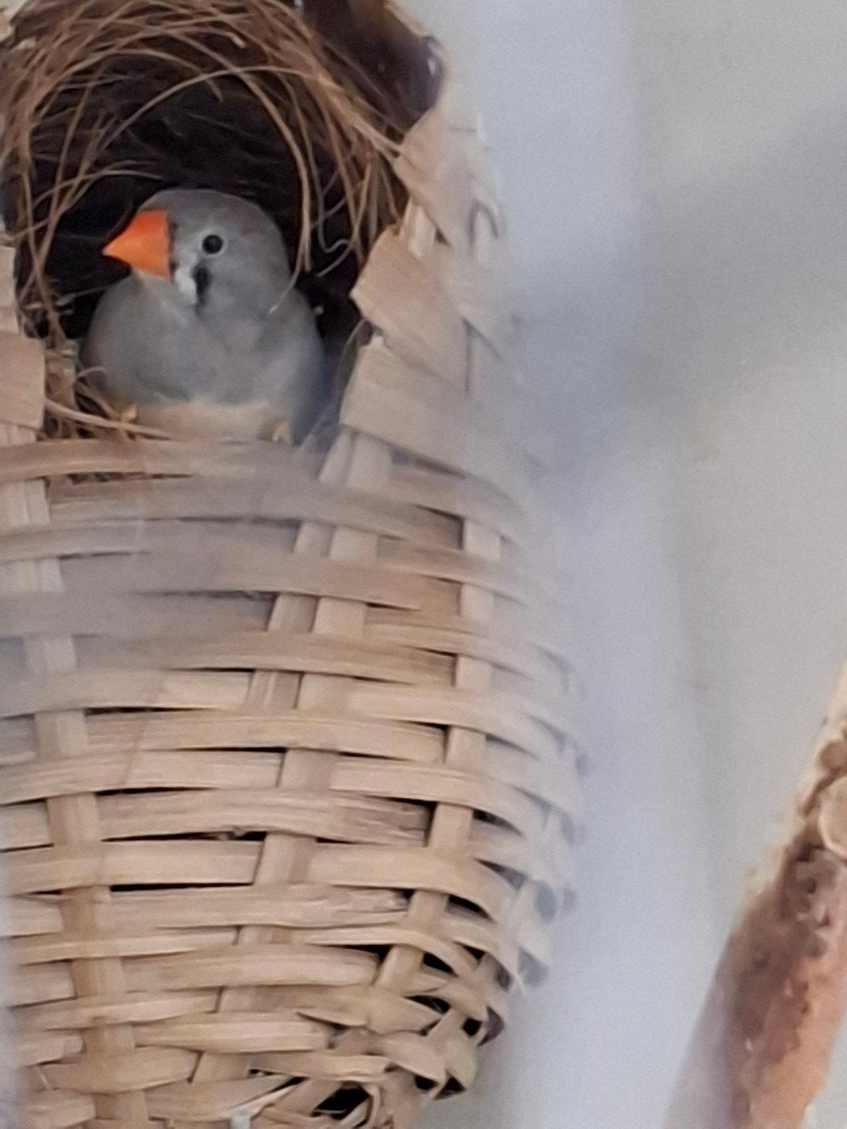 Koppel timors te koop, Dieren en Toebehoren, Vogels | Overige Vogels, Meerdere dieren