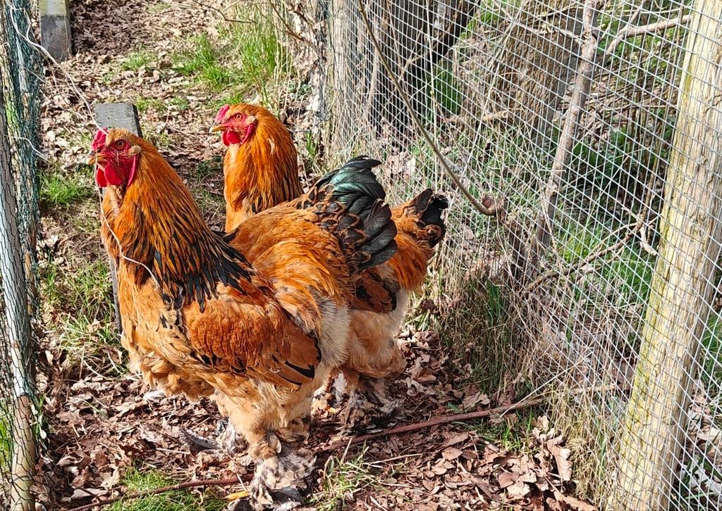 Brahma Buff Colombia  haan, Dieren en Toebehoren, Mannelijk, Kip