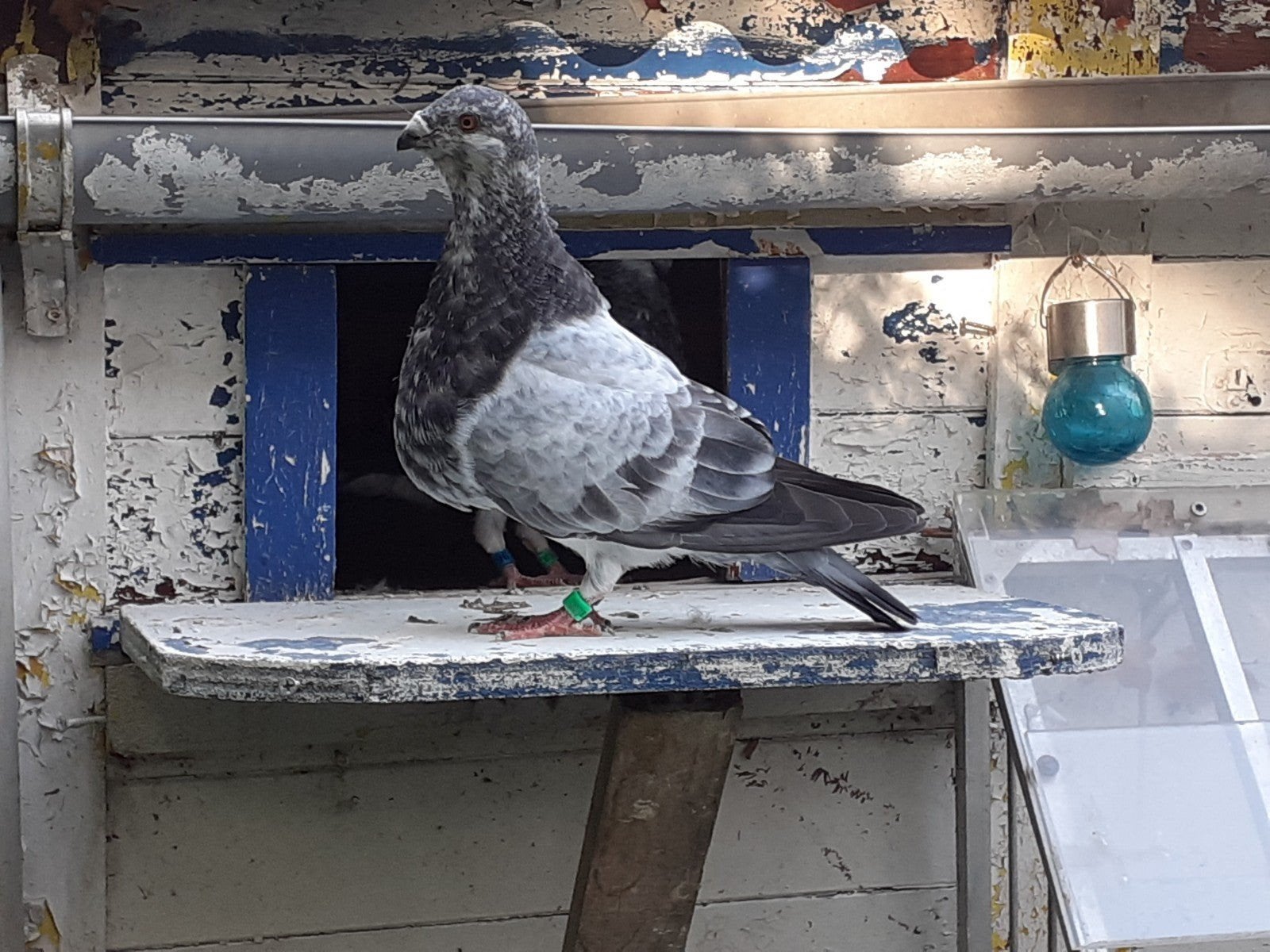 jienense kropper, Vrouwelijk, Kropper