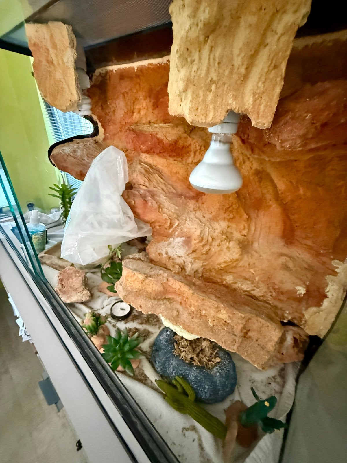 Prachtig en zeer goed terrarium, geheel conpleet!, Ophalen, Zo goed als nieuw