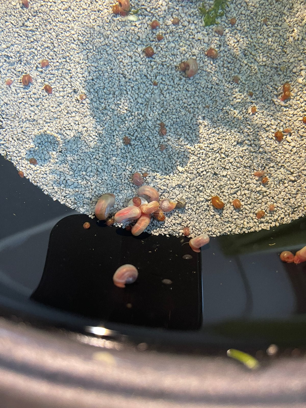 Posthoorn slakken rose 30 stuks, Dieren en Toebehoren, Slak of Weekdier, Zoetwatervis