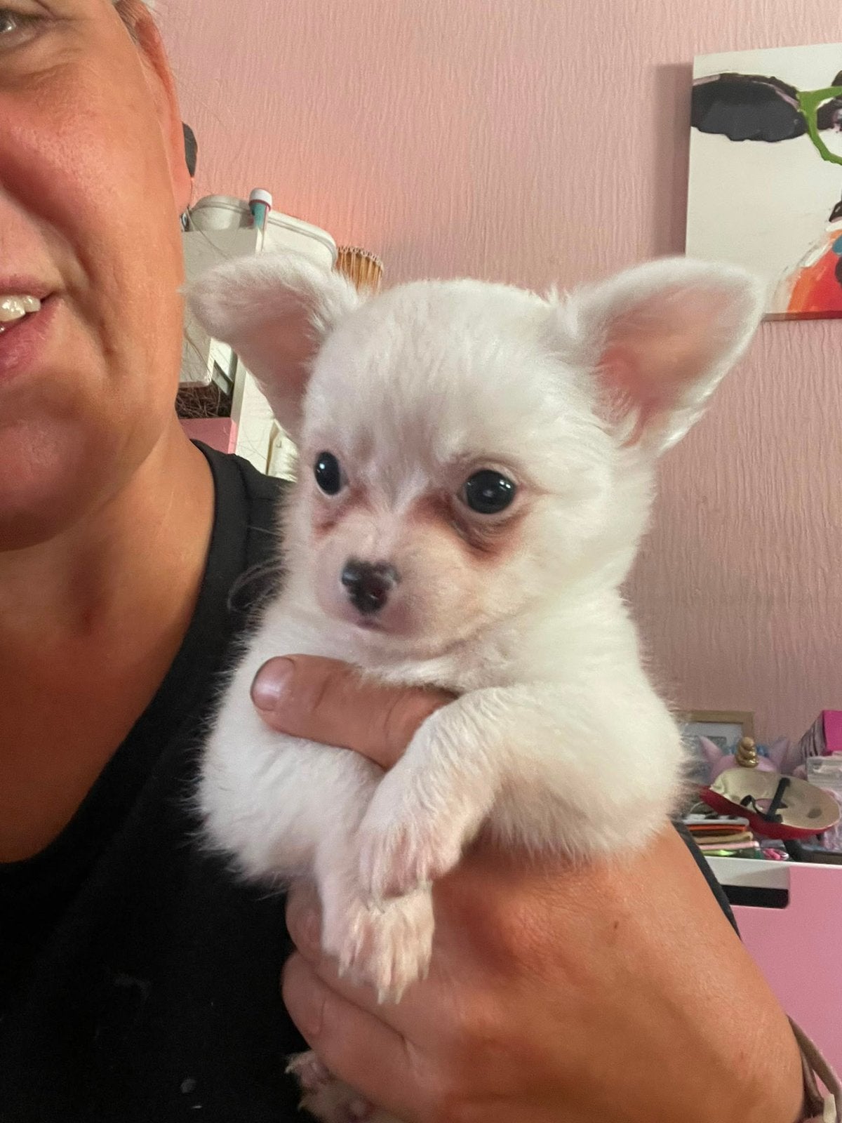 Chihuahua pups raszuiver te koop (nog 2 beschikbaar), Dieren en Toebehoren, Honden | Chihuahua's en Gezelschapshonden, Parvo, 8 tot 15 weken