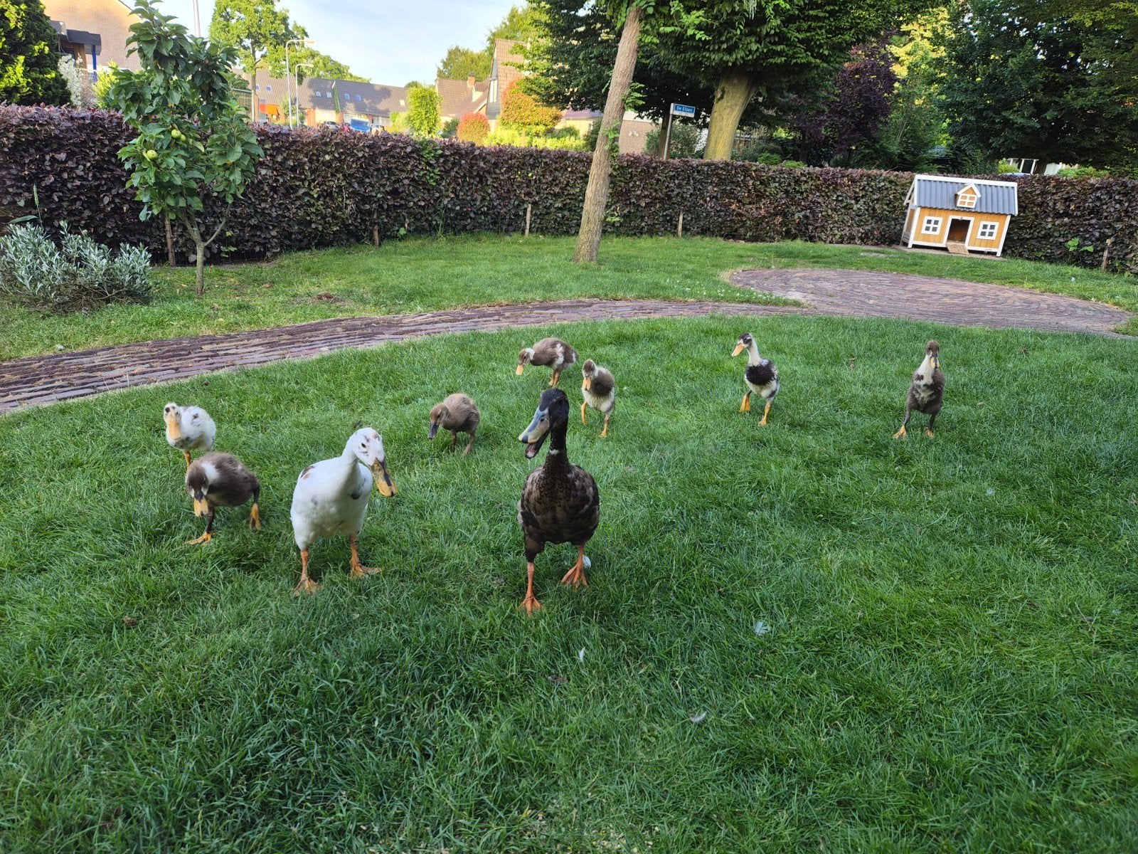 Indische loopeenden, Dieren en Toebehoren, Meerdere dieren, Eend
