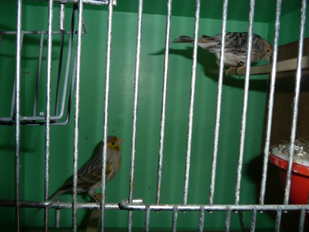 kanarievogel, Dieren en Toebehoren, Vogels | Kanaries, Meerdere dieren, Kleurkanarie