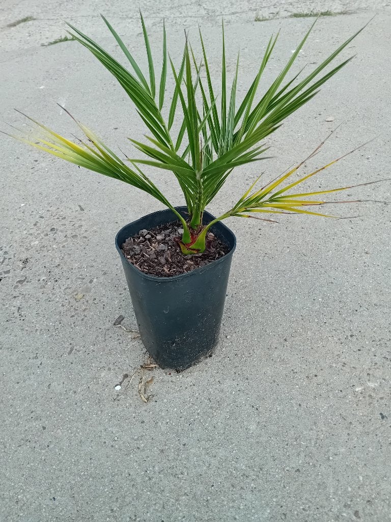 Phoenix Canariensis, Volle zon, Ophalen of Verzenden, Zomer, Palmboom