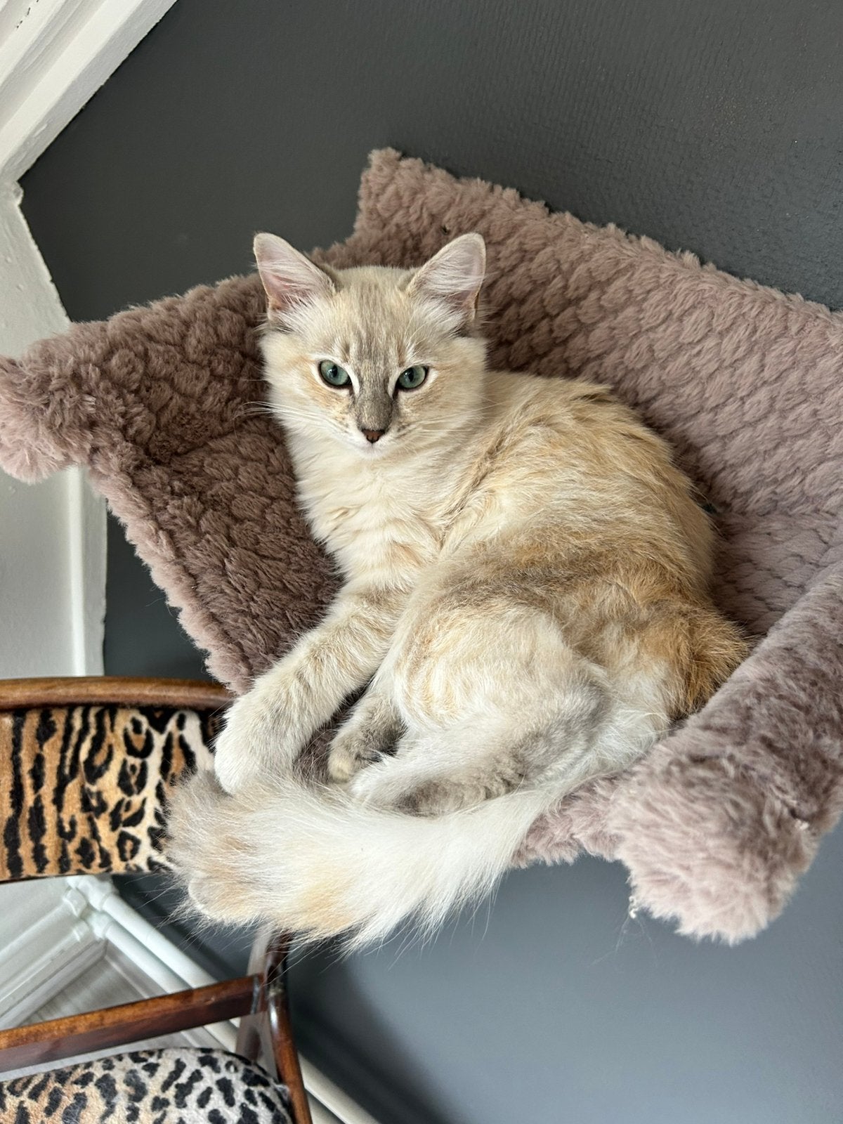3 Ragdoll kittens zoeken hun forever home ✨💛, Meerdere dieren, Ontwormd, 0 tot 2 jaar