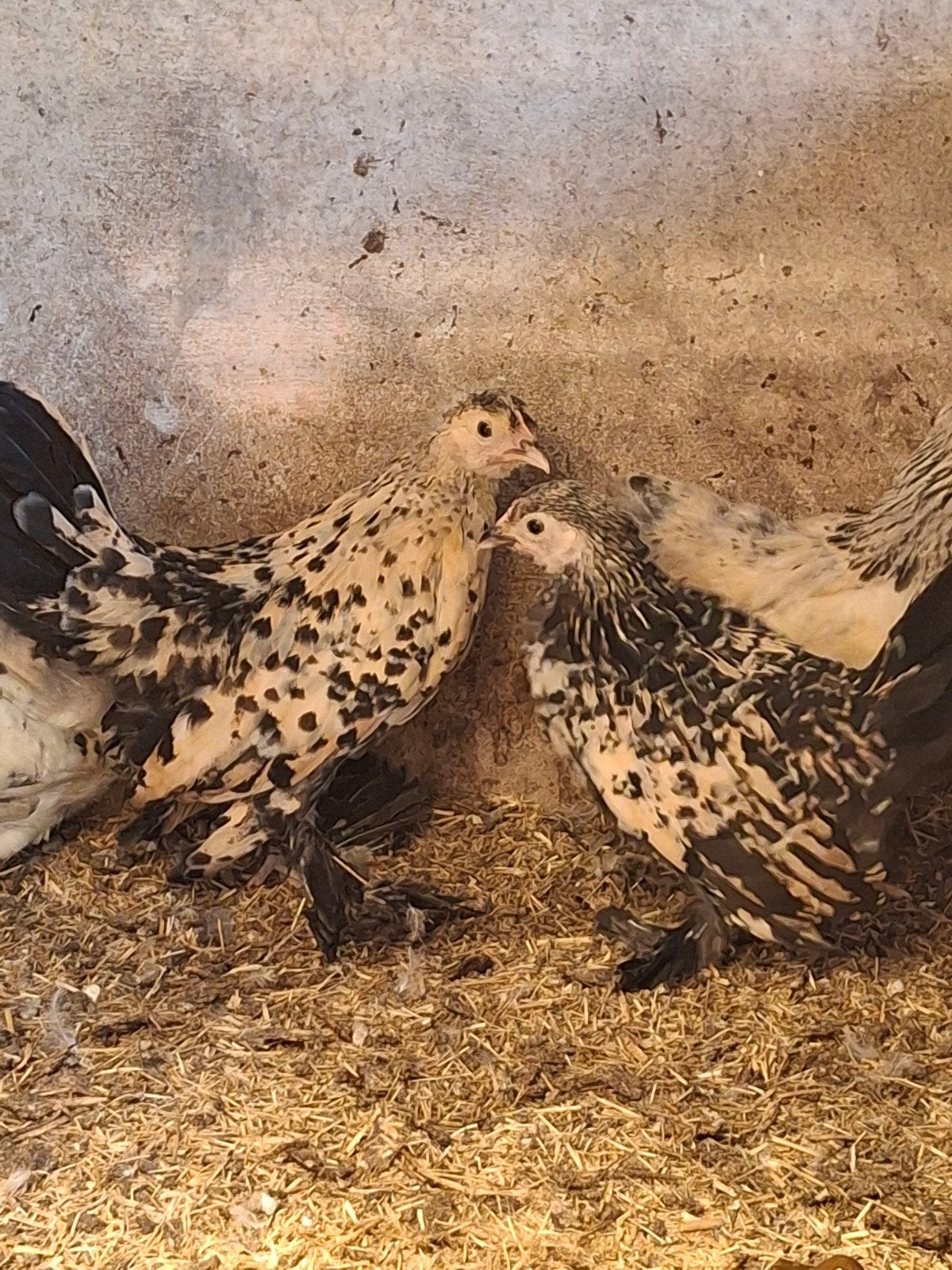 Sabelpoot citroen porselein, Dieren en Toebehoren, Pluimvee, Mannelijk, Kip