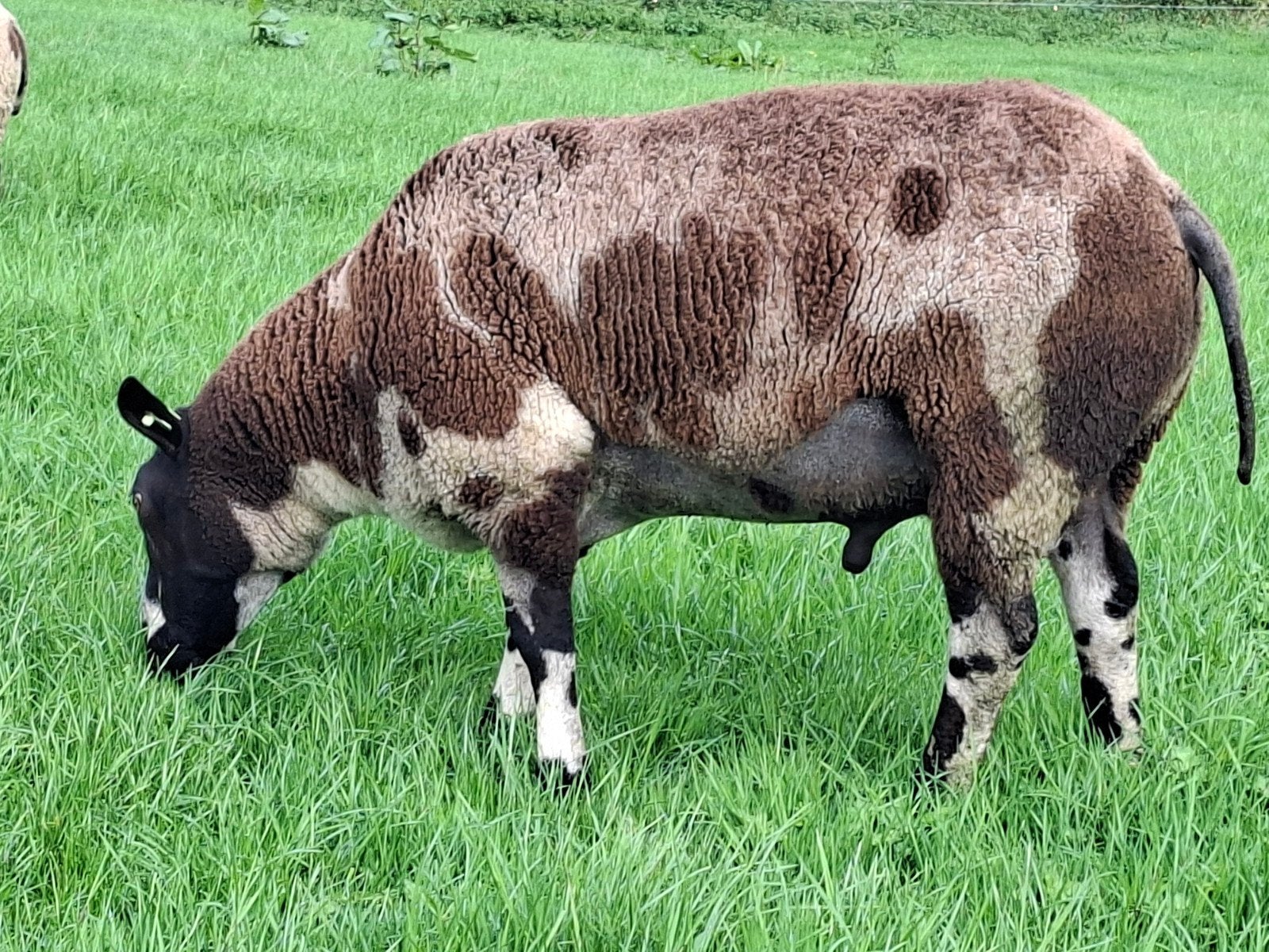 overjarige zwoegervrije bonte dekram, Dieren en Toebehoren, Mannelijk, Schaap, 0 tot 2 jaar