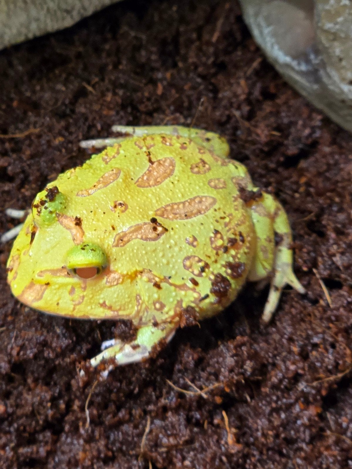 Prachtige hoornkikkers (Ceratophrys cranwelli) vele kleuren Frog photo 5