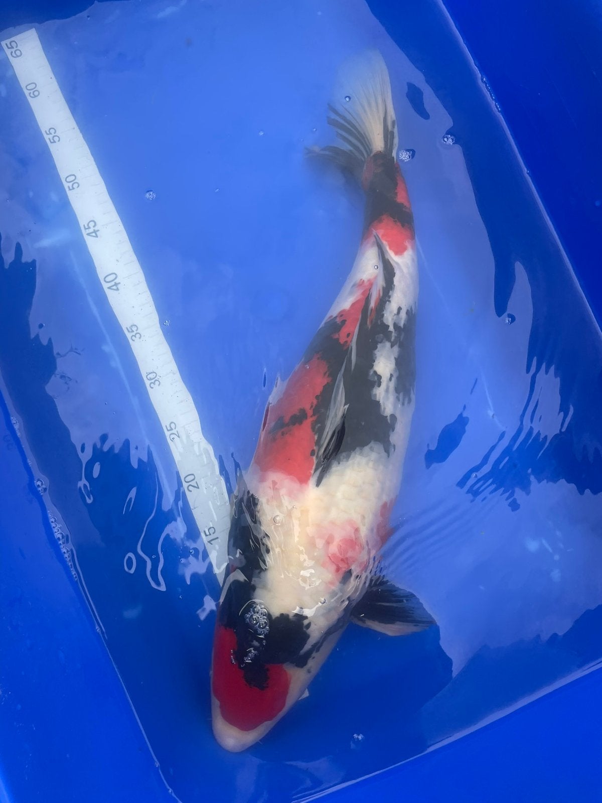 Showa, Dieren en Toebehoren, Vissen | Vijvervissen, Karper of Koi