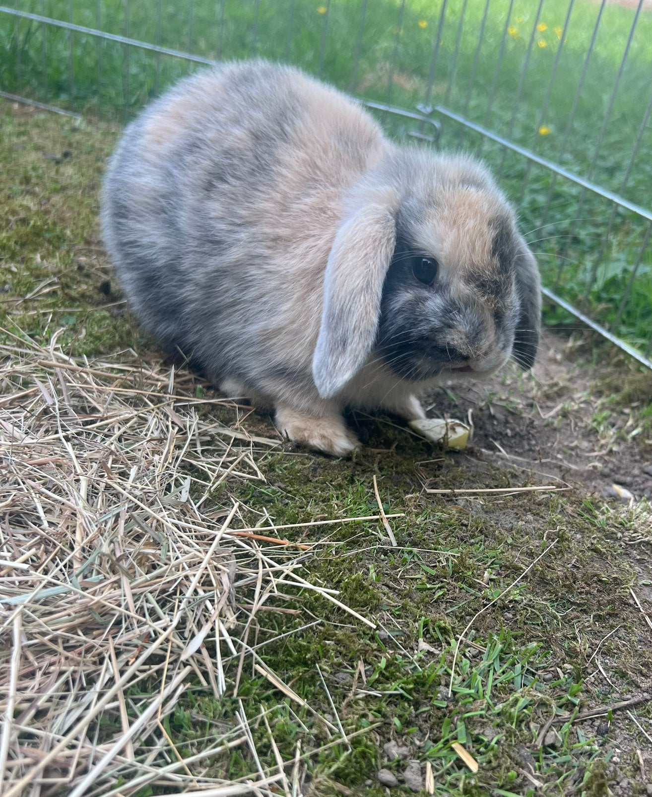 NHD hangoor dwerg konijn, Dieren en Toebehoren, Konijnen, Mannelijk, Dwerg, Hangoor