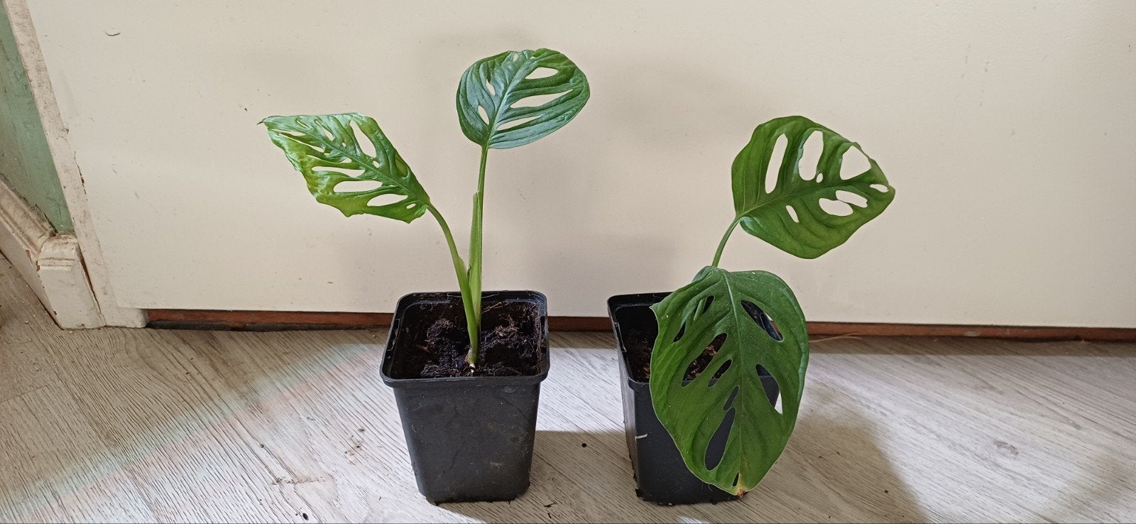 Monstera adansonii, monkey mask, Overige soorten, Minder dan 100 cm, Groene kamerplant, Halfschaduw