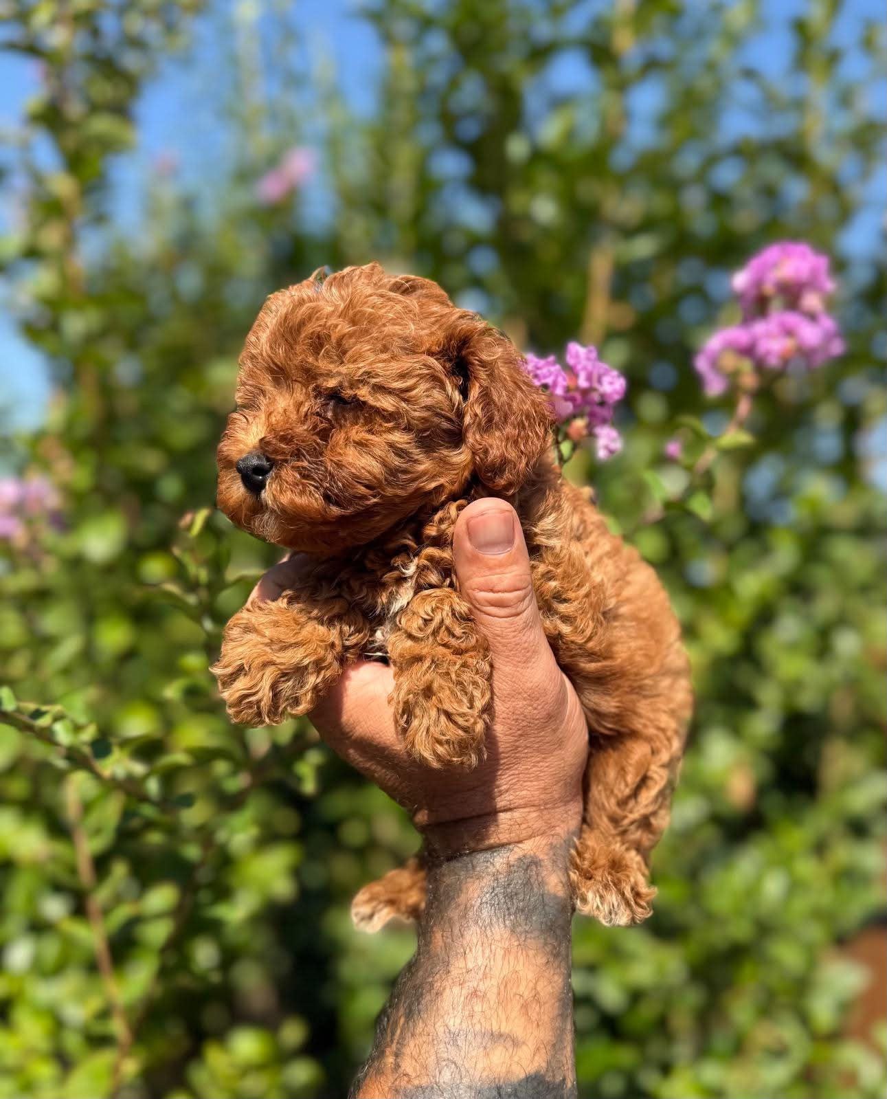 Toy Poedel, Dieren en Toebehoren, Poedel, 8 tot 15 weken, Buitenland, Meerdere