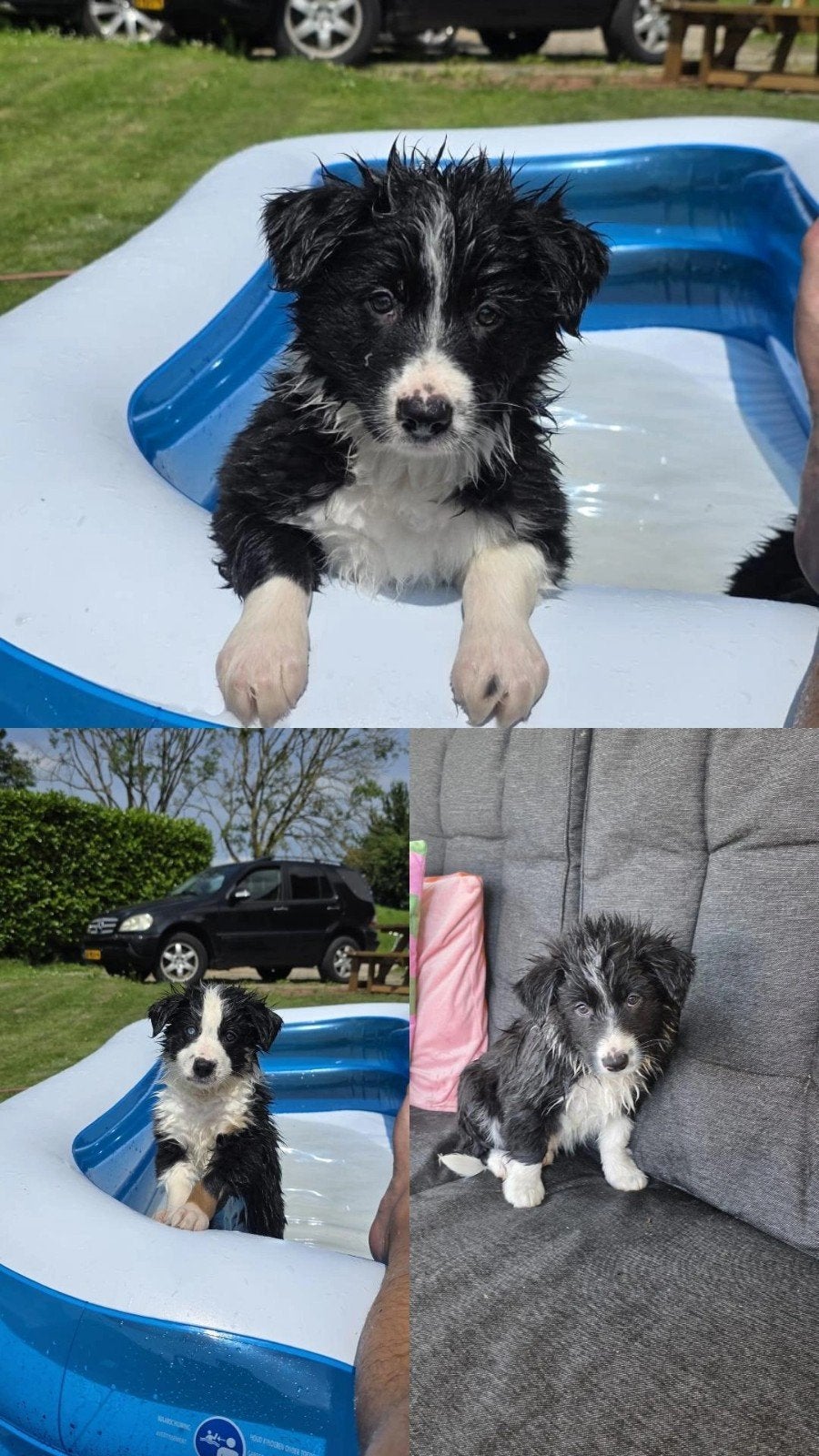 Border collie pups, Dieren en Toebehoren, Honden | Niet-rashonden, Reu, Particulier, Eén hond, Nederland, 8 tot 15 weken