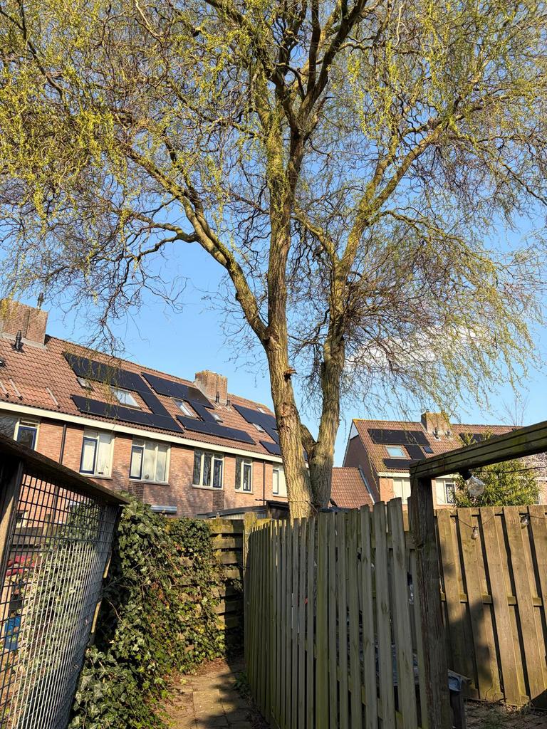 Boom kappen en afvoeren!, Tuin en Terras, Haardhout, Minder dan 3 m³, Ophalen of Verzenden