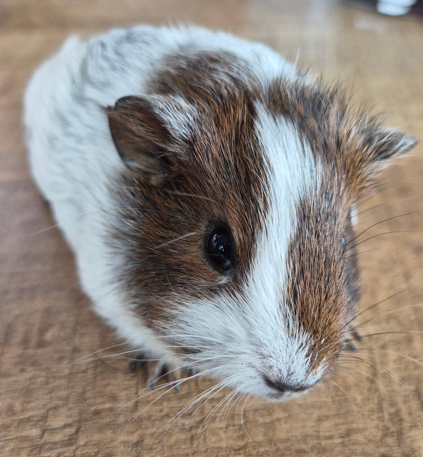 Jonge cavia's, Mei, Meerdere dieren, Cavia