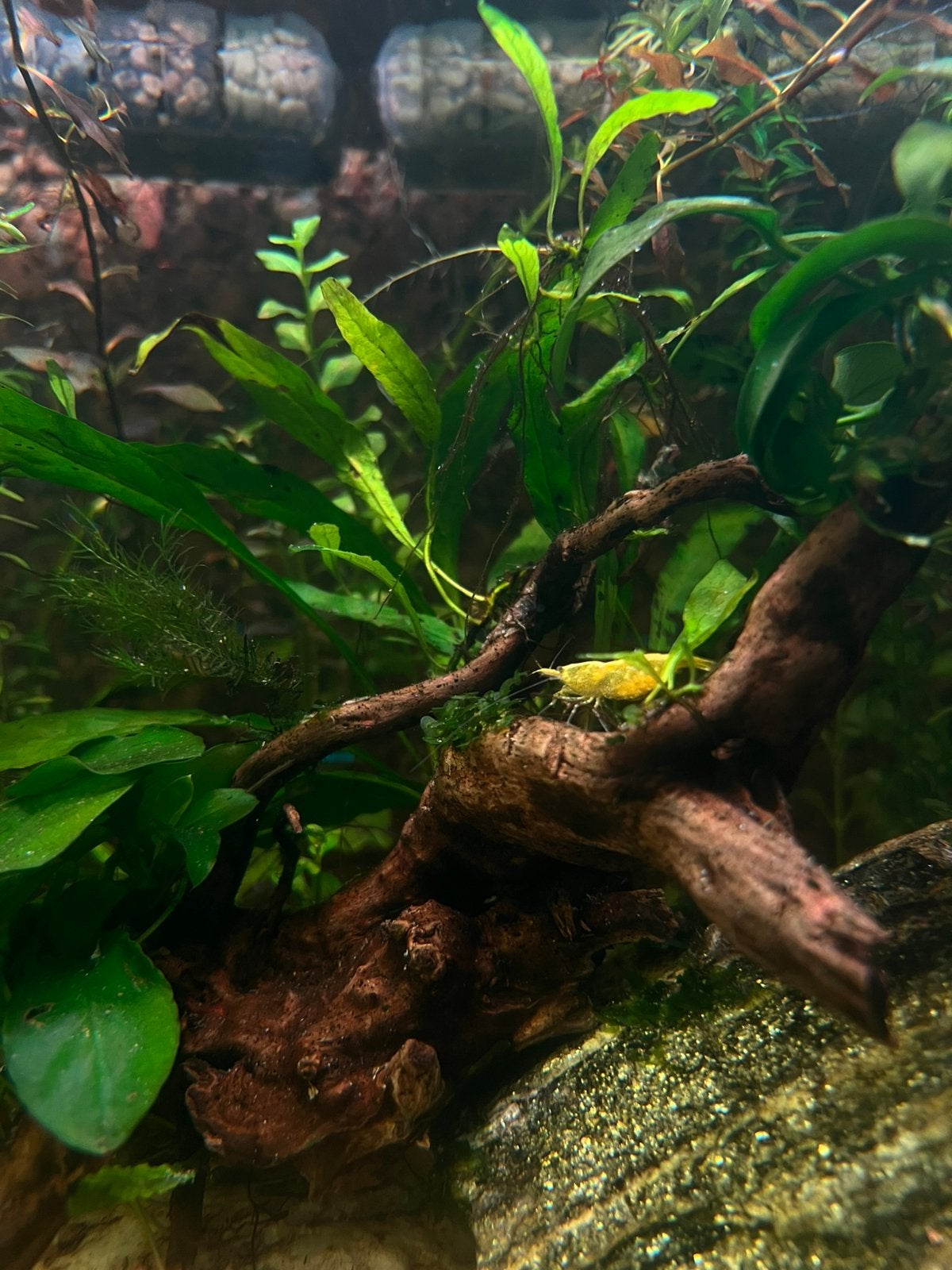 Neocardina Garnalen Geel Leidingwater, Dieren en Toebehoren, Kreeft, Krab of Garnaal, Zoetwatervis