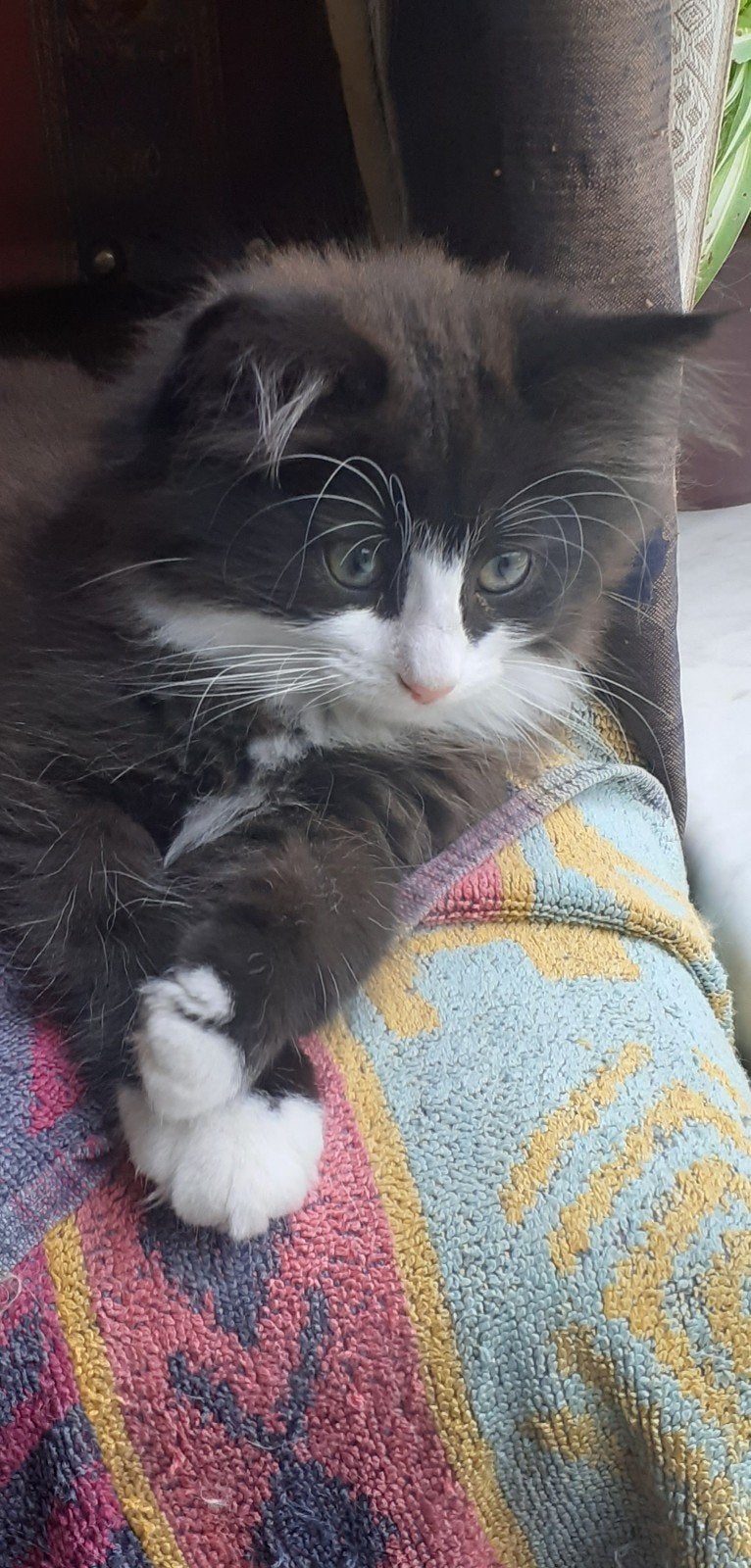 Noorse boskat kittens met stamboom