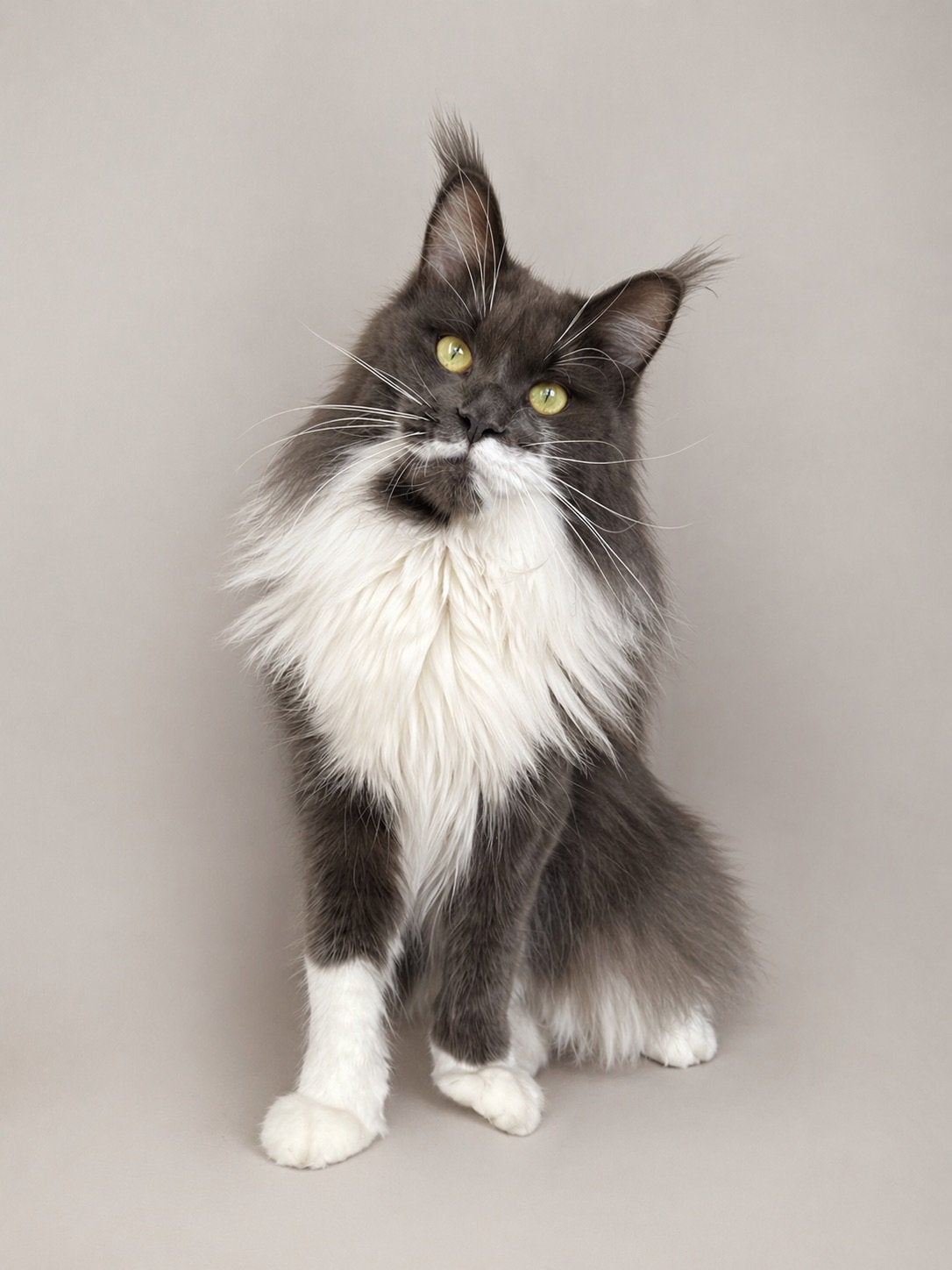 Maine Coon poes met stamboom en foktechten, Poes, Met stamboom, 0 tot 2 jaar