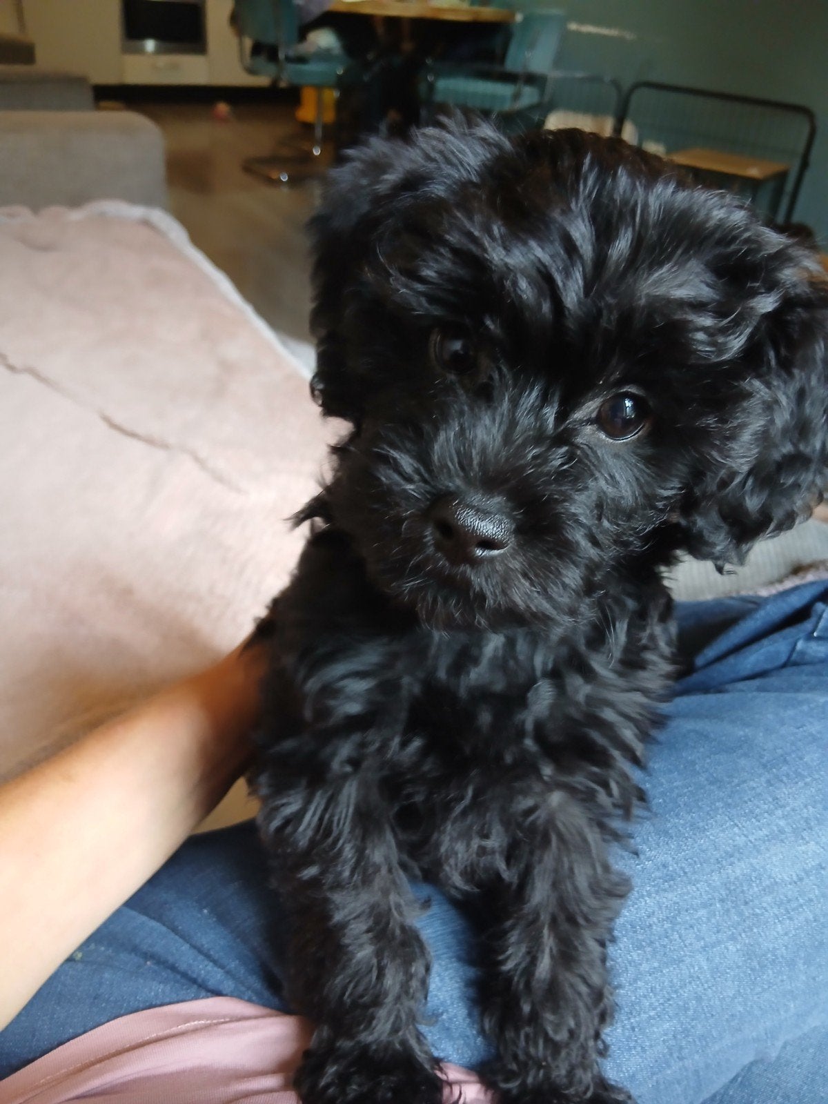 toy poedel x boomer kruising pup, Poedel, Reu, 8 tot 15 weken, Eén hond