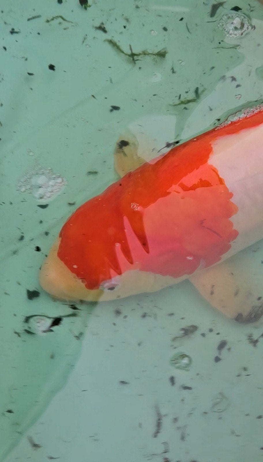 Koi, Japanse koi, euro koi, koi karper, Karper of Koi